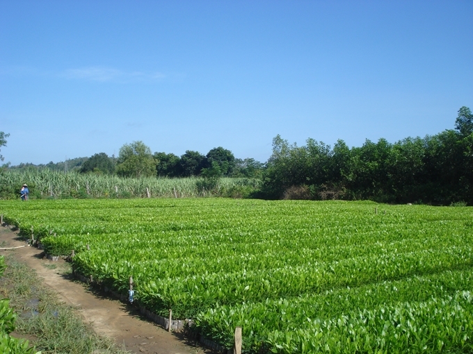 5 tháng đầu năm cả nước trồng được 85,6 nghìn ha rừng